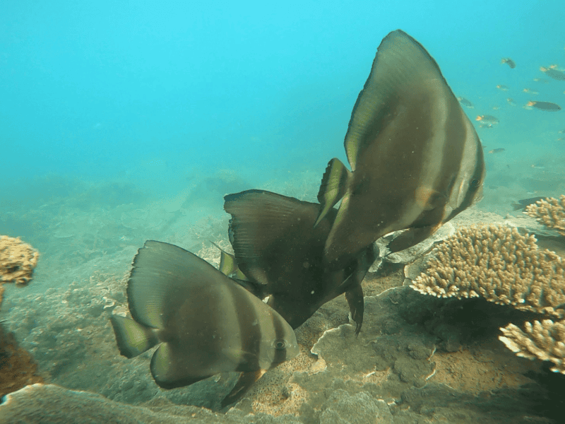 Snorkelling Magnetic Island