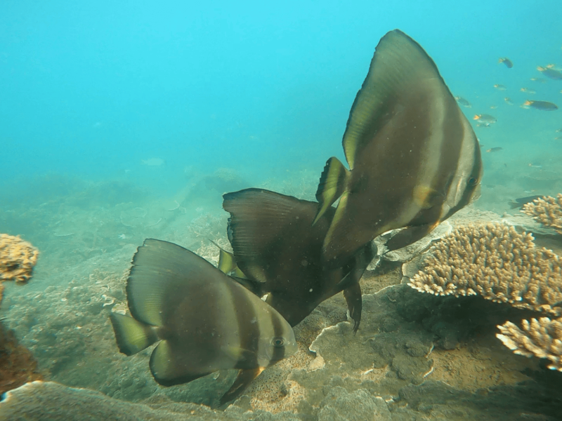 Snorkelling Magnetic Island