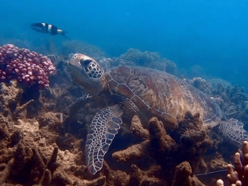 Turtle magnetic island