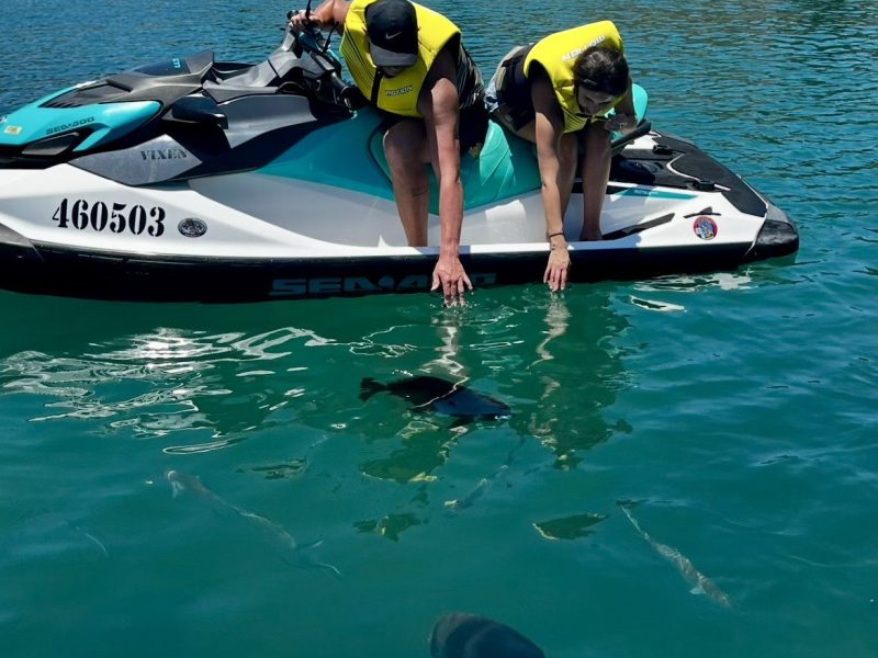 Magnetic Island fish