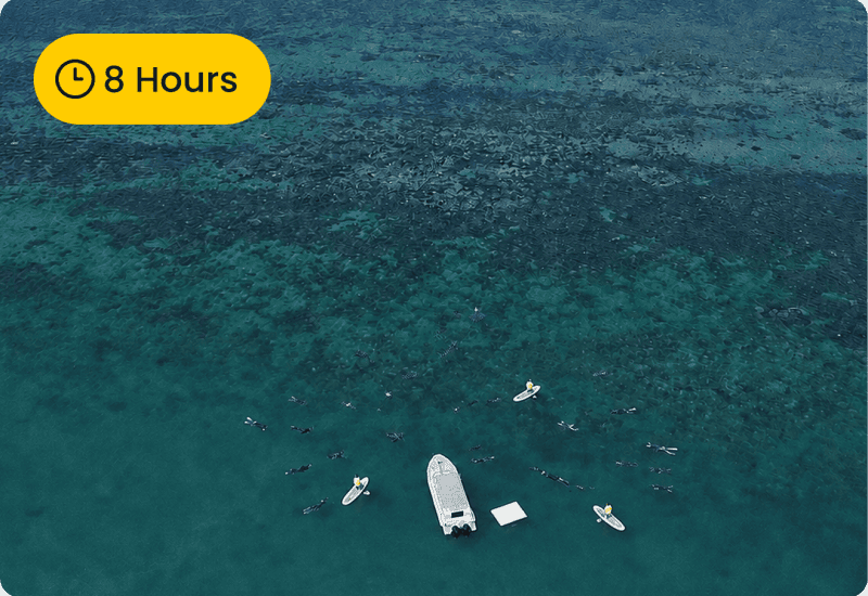 Great barrier reef snorkelling tour