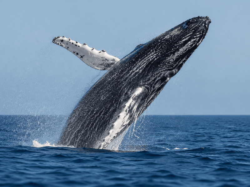 Maggie whales