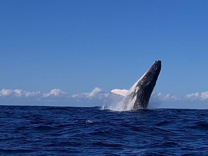 Poseidon Whale Breach
