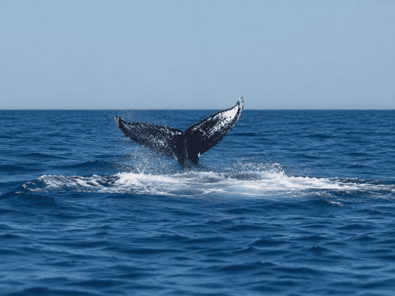 Townsville Whale Watching