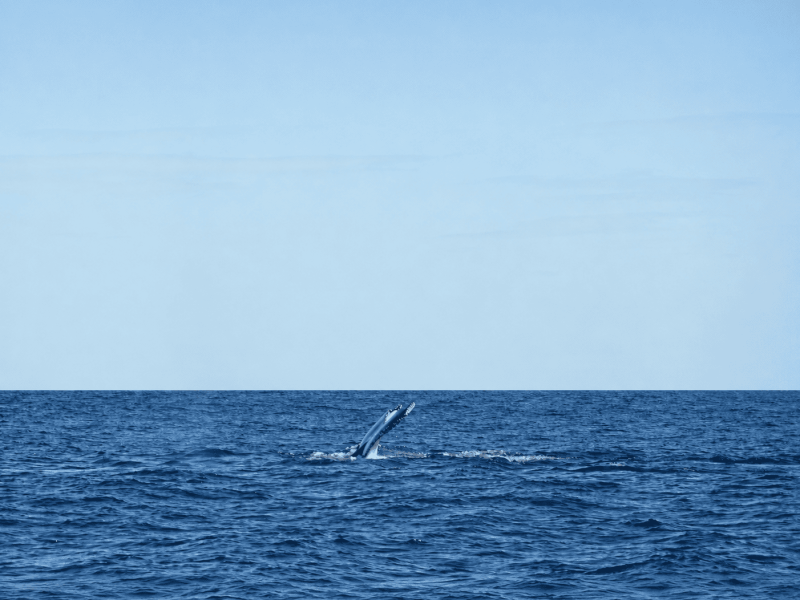 Whale Watching Poseido Fin