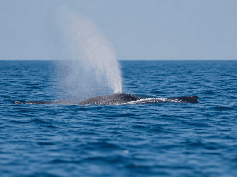Whale Watching Tours