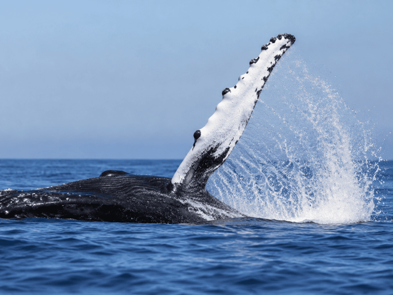 Whale watching